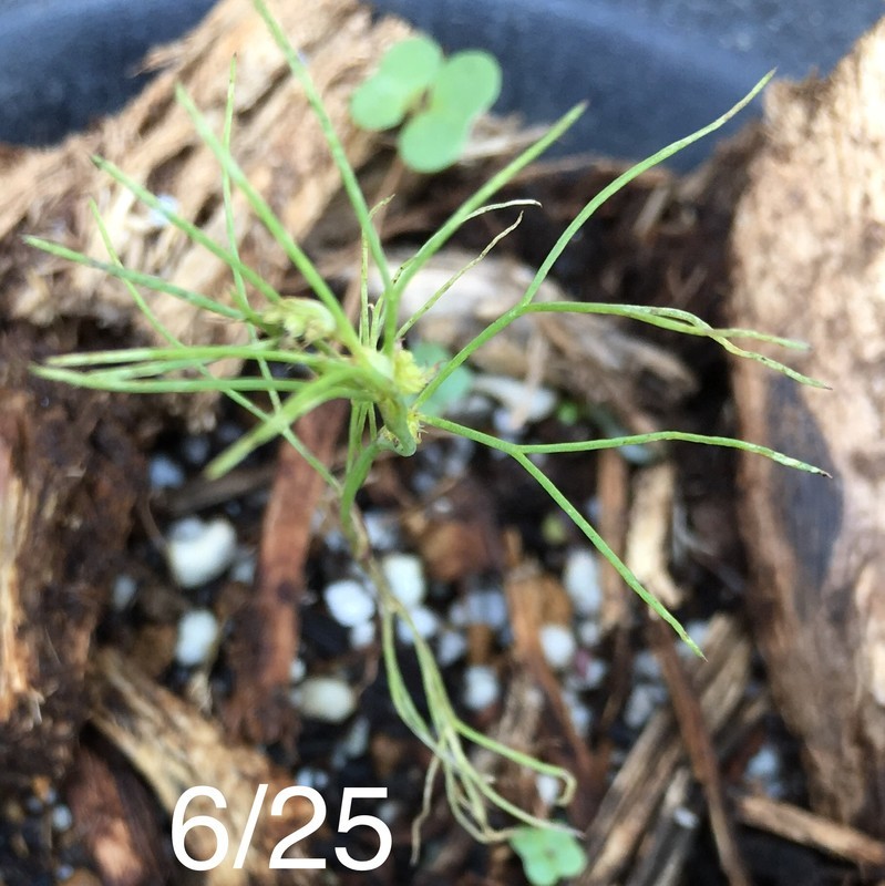 f:id:tujibee:20190625114145j:plain:w265:left