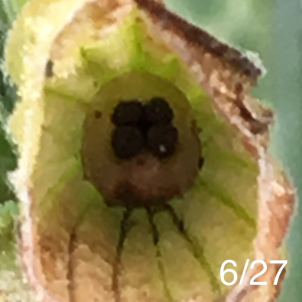 f:id:tujibee:20190627122317j:plain:w265 f:id:tujibee:20190627122317j:plain:w265