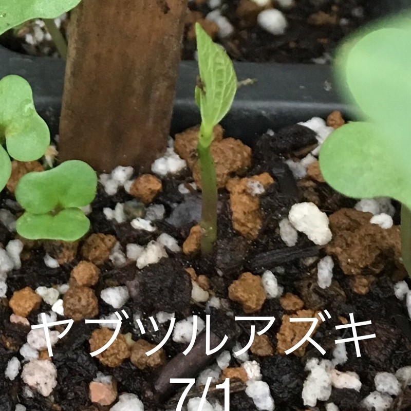 f:id:tujibee:20190701162844j:plain:w350:left