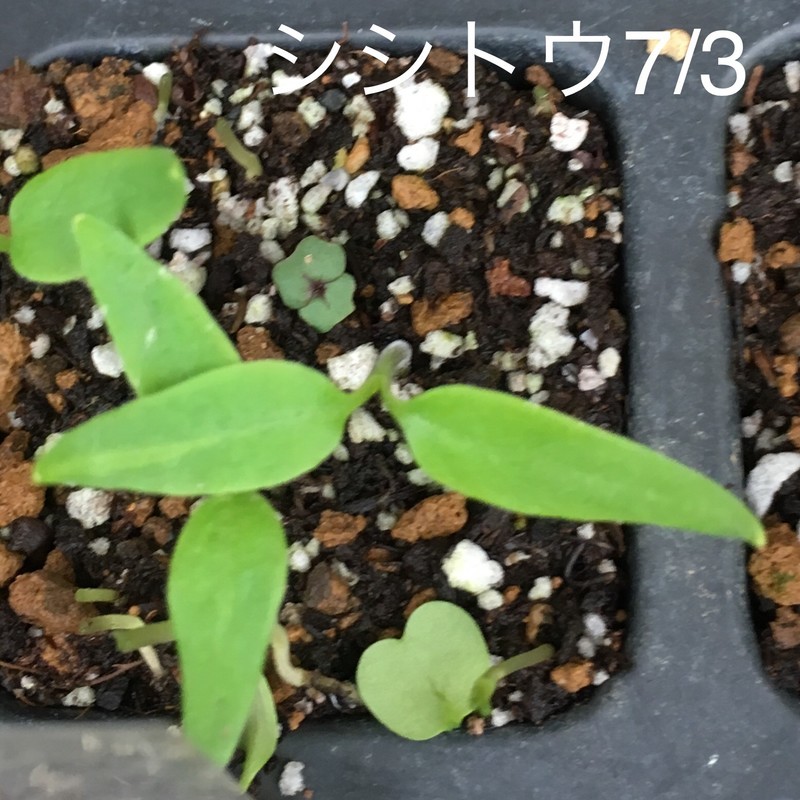f:id:tujibee:20190703141006j:plain:w265