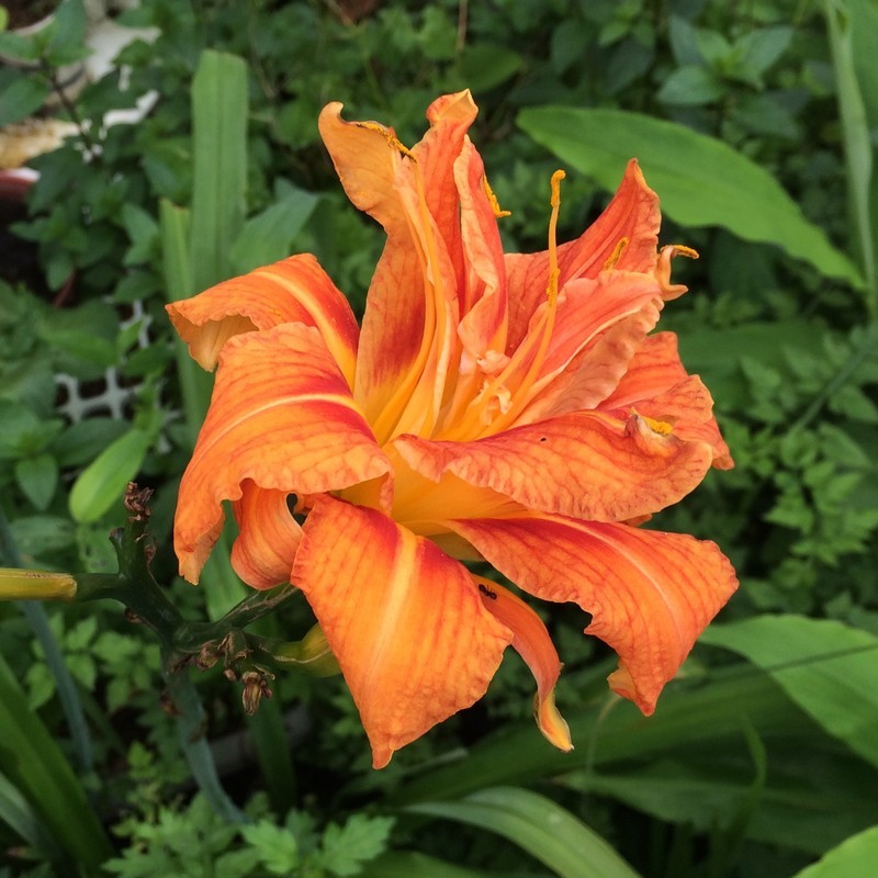 f:id:tujibee:20190708163326j:plain:w265
