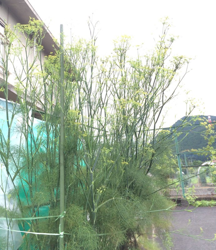 f:id:tujibee:20190708163825j:plain:w265:left