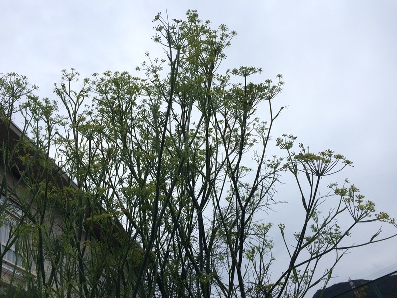f:id:tujibee:20190708163835j:plain:w265:left