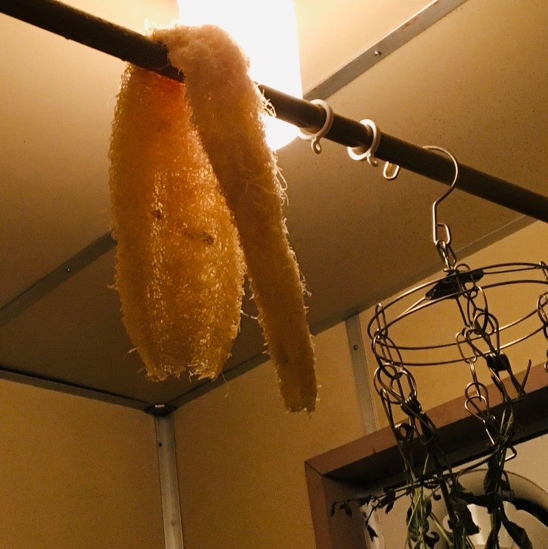 f:id:tujibee:20190710003041j:plain:w265:left