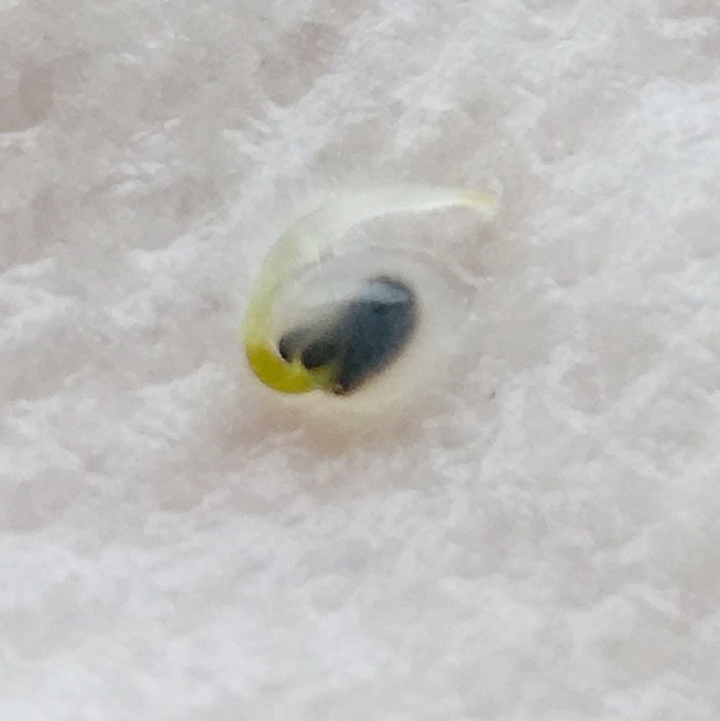 f:id:tujibee:20190712155602j:plain:w265:left