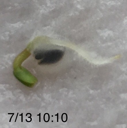 f:id:tujibee:20190713100822j:plain:w265:left