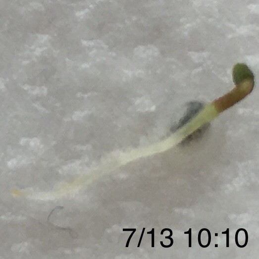 f:id:tujibee:20190713100823j:plain:w265:left