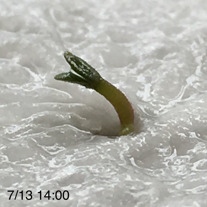 f:id:tujibee:20190713135334j:plain:w265:left