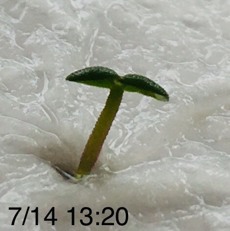 f:id:tujibee:20190714132155j:plain:w265:left
