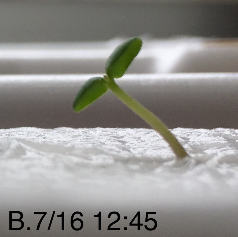 f:id:tujibee:20190716123830j:plain:w265