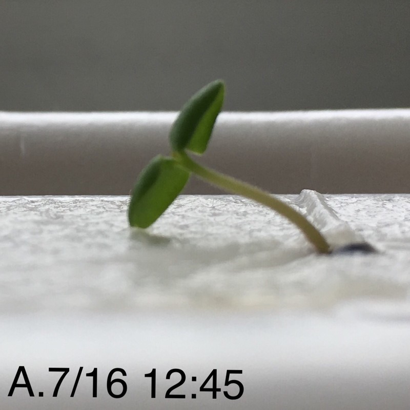 f:id:tujibee:20190716123907j:plain:w265