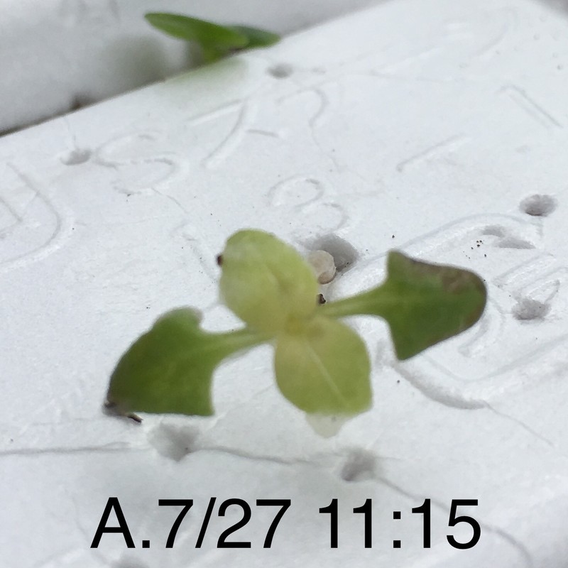 f:id:tujibee:20190727111447j:plain:w265