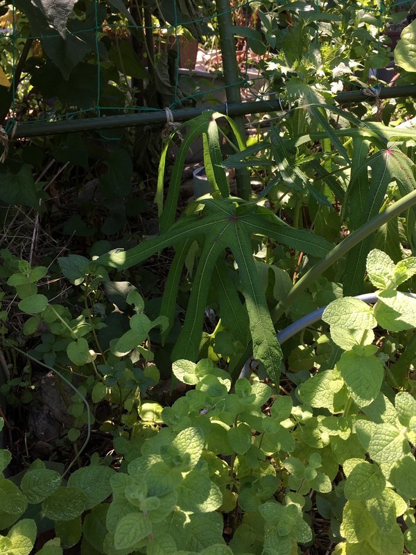 f:id:tujibee:20190809121151j:plain:w300:left