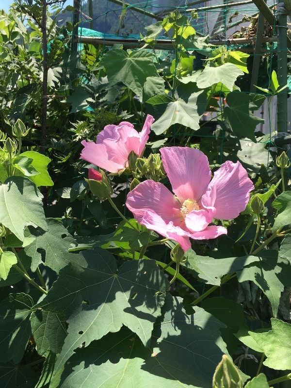 f:id:tujibee:20190809121204j:plain:w300:left f:id:tujibee:20190809121204j:plain:w300:left