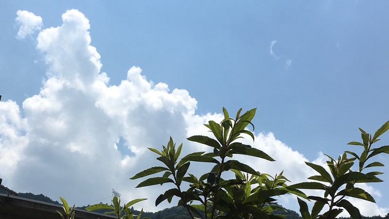 f:id:tujibee:20190811124406j:plain:w265:left
