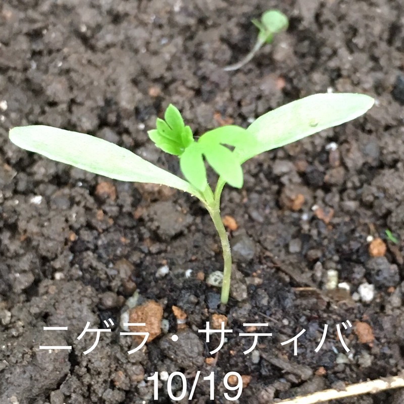 f:id:tujibee:20191019162330j:plain:w180:left