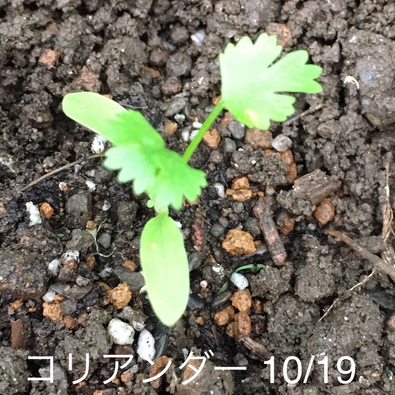 f:id:tujibee:20191019162345j:plain:w180:left