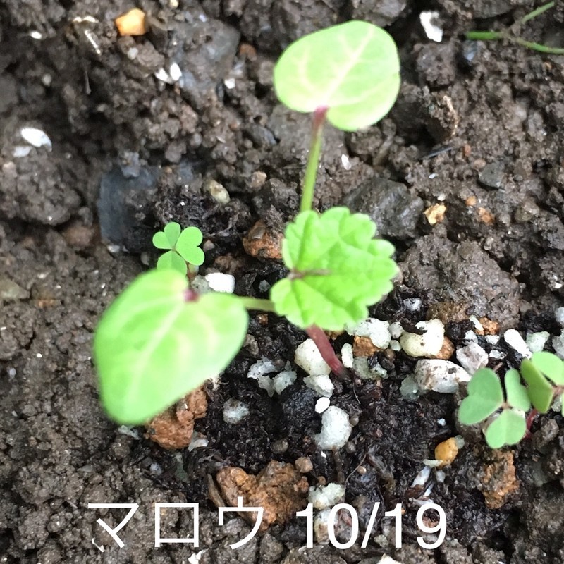 f:id:tujibee:20191019162358j:plain:w180:left