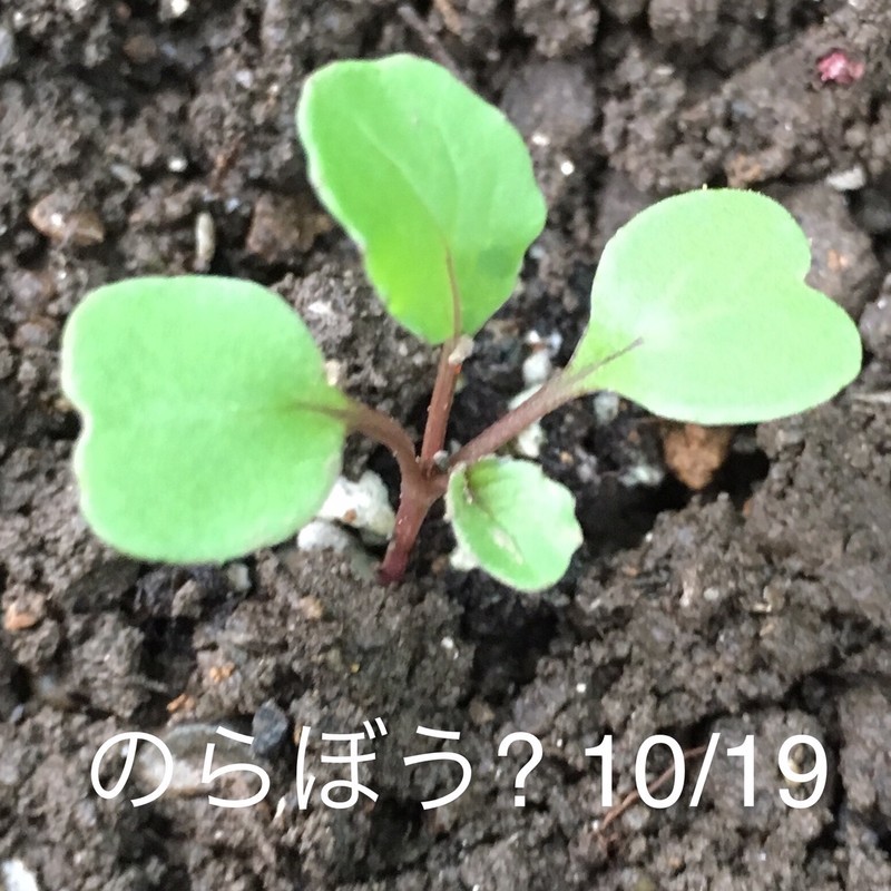 f:id:tujibee:20191019162404j:plain:w180:left