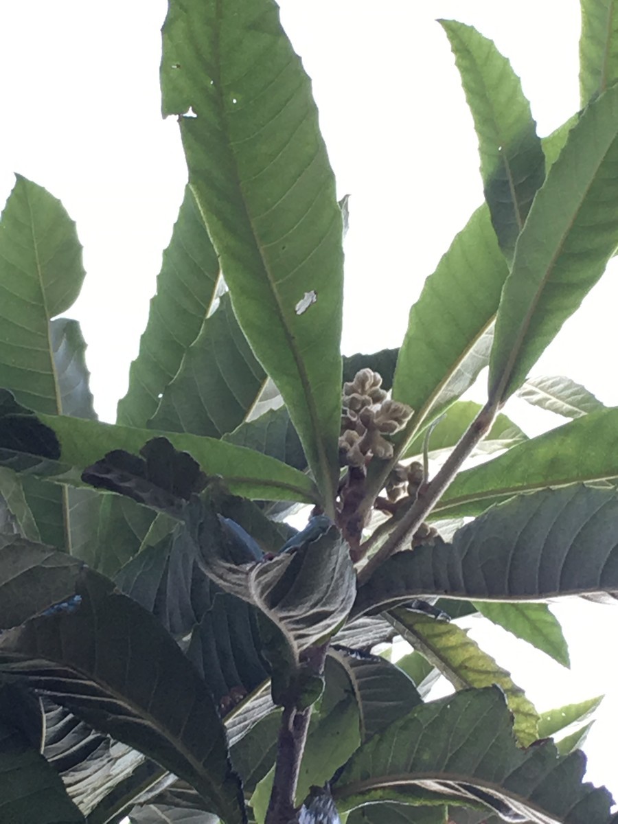 f:id:tujibee:20191109143729j:plain:w350