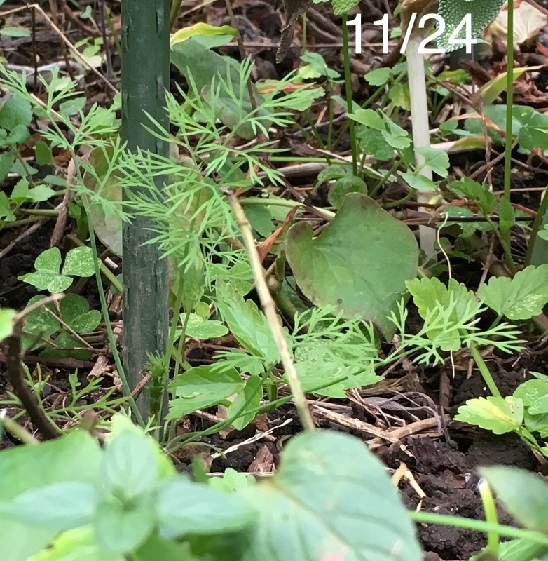 f:id:tujibee:20191124143246j:plain:w350:left
