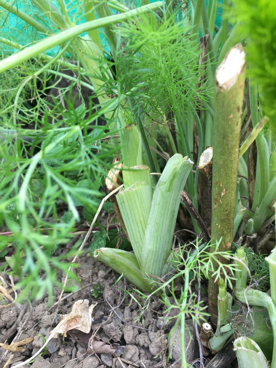 f:id:tujibee:20200411133638j:plain:w280