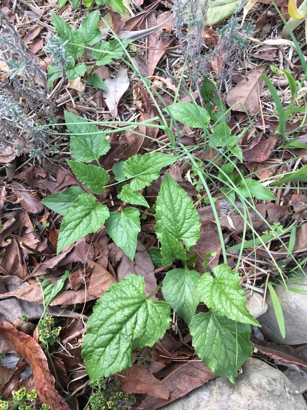 かつての謎の花の カンパニュラ ラプンクロイデス Now Tujibee S めも