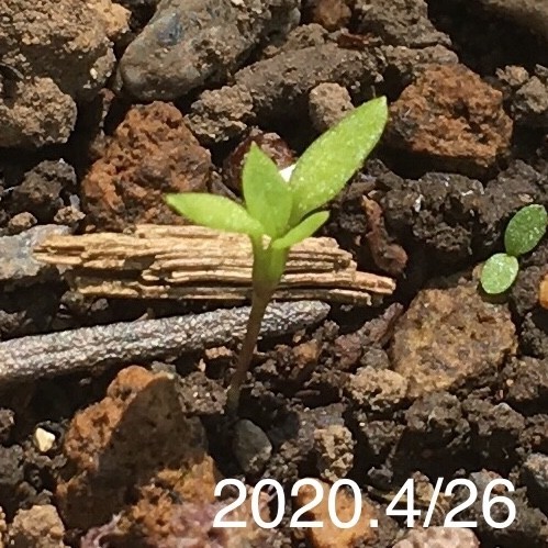 f:id:tujibee:20200426113305j:plain:w350:left