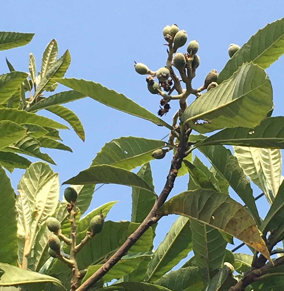 f:id:tujibee:20200426142726j:plain:w350