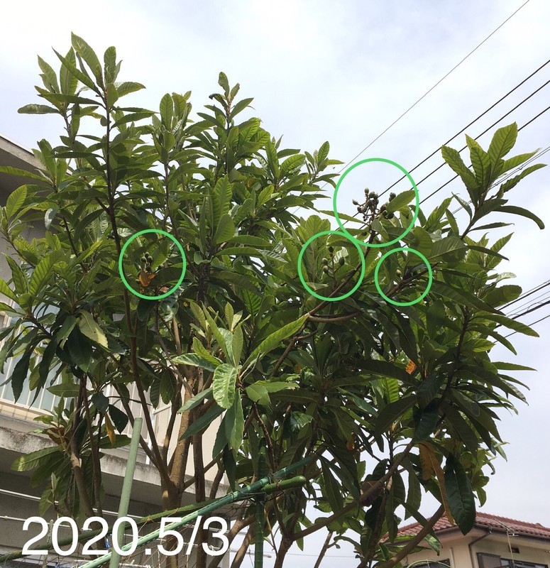 f:id:tujibee:20200503131508j:plain:w350:left