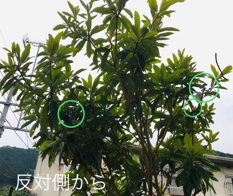 f:id:tujibee:20200503140726j:plain:w350:left