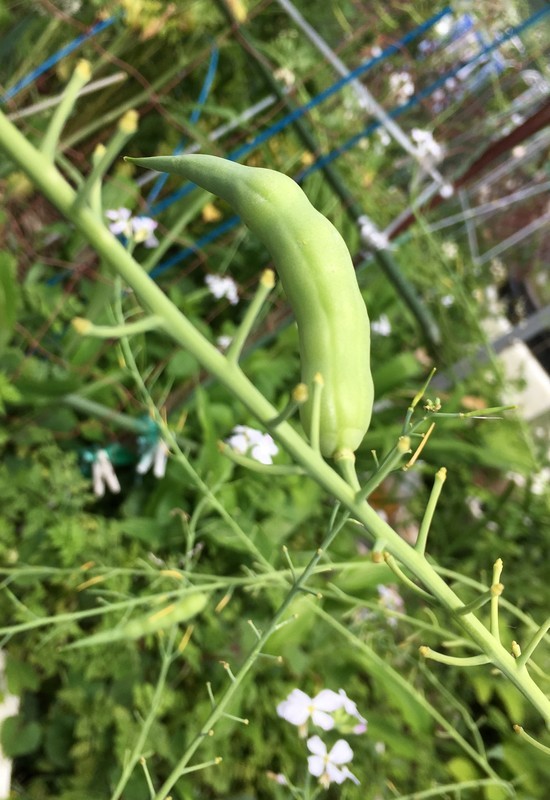 f:id:tujibee:20200524095437j:plain:w230:left