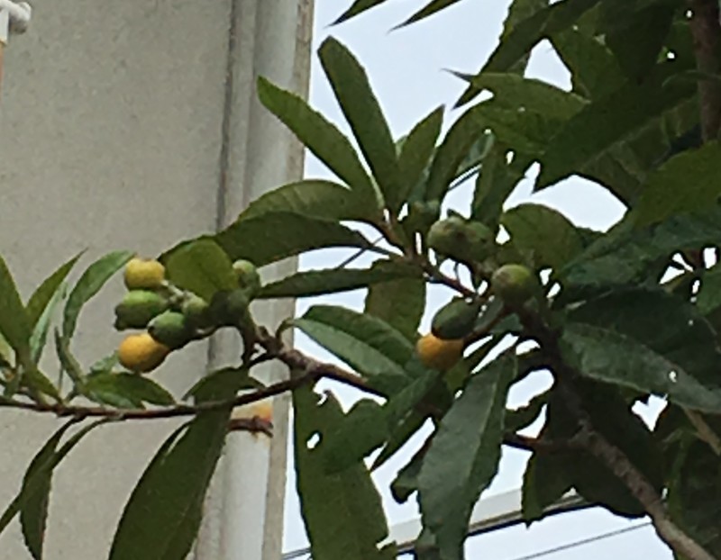 f:id:tujibee:20200530140748j:plain:w350:left