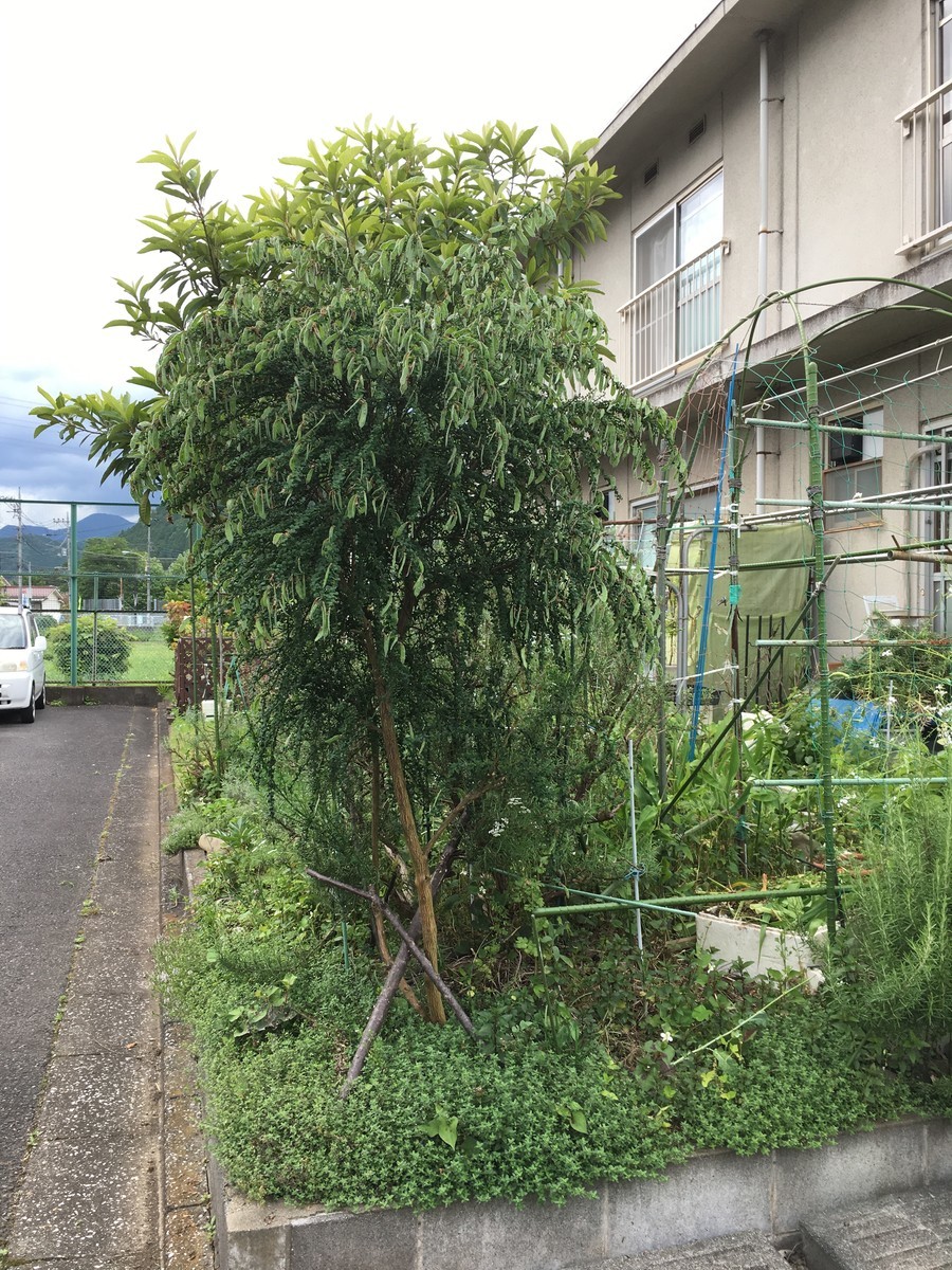 f:id:tujibee:20200531144954j:plain