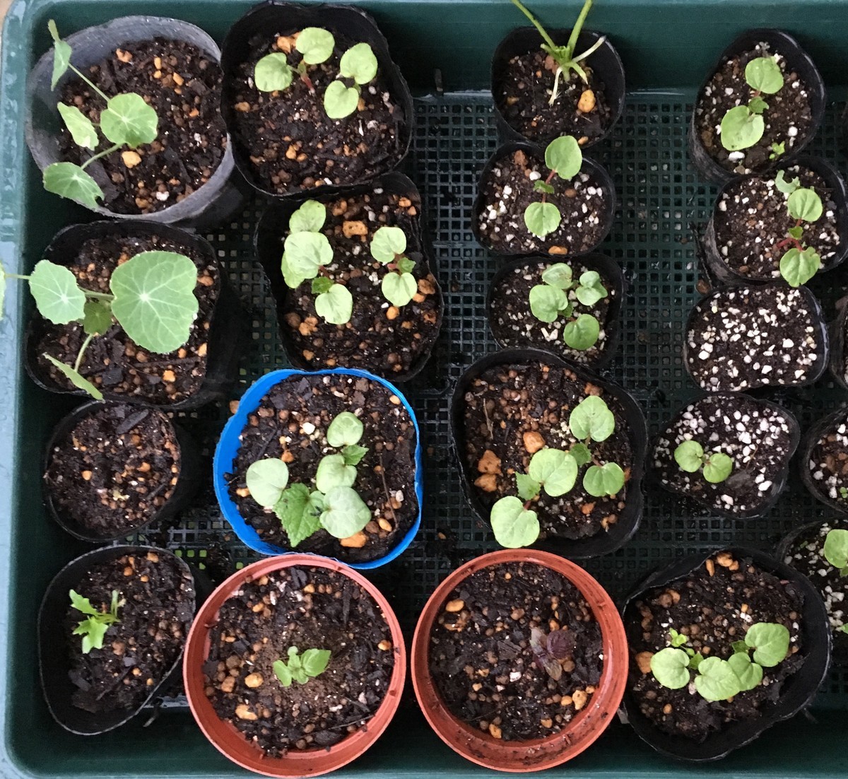 f:id:tujibee:20200601181945j:plain:w350:left