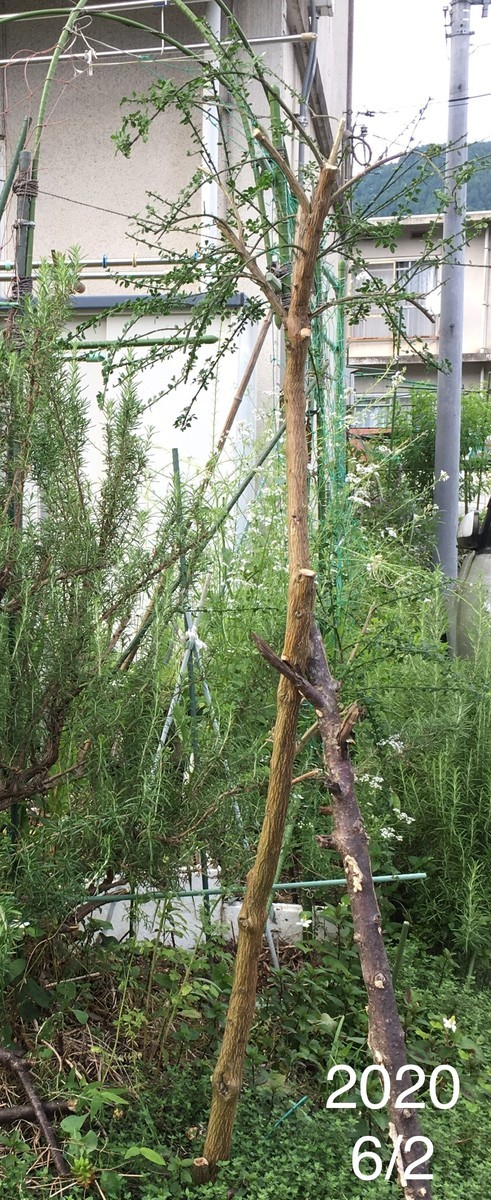 f:id:tujibee:20200602164233j:plain:w230