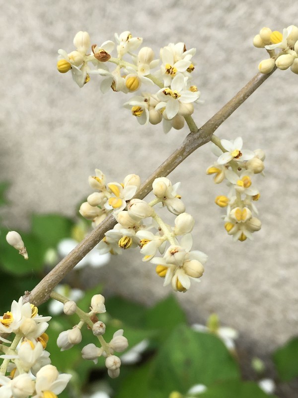 f:id:tujibee:20200604071559j:plain
