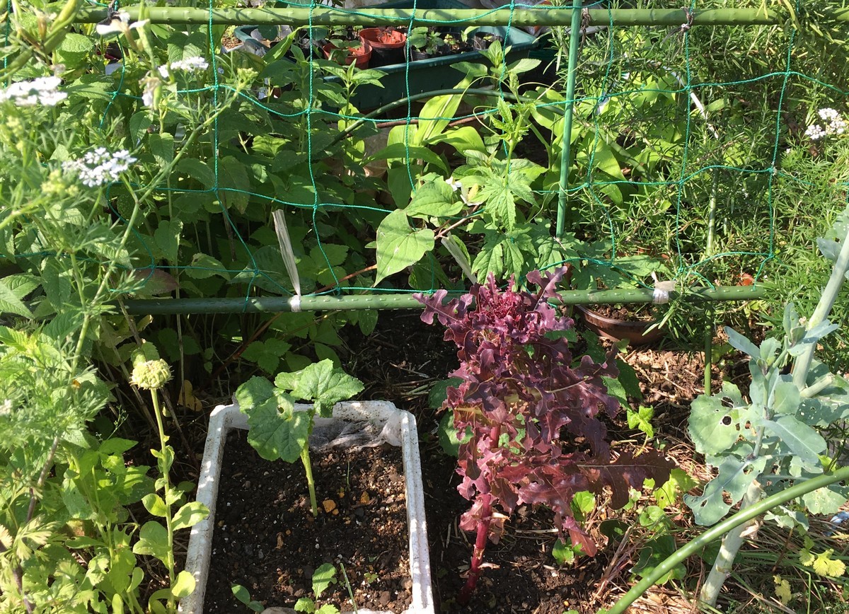 f:id:tujibee:20200610081640j:plain