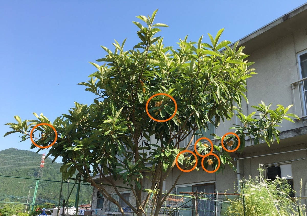 f:id:tujibee:20200610081725j:plain