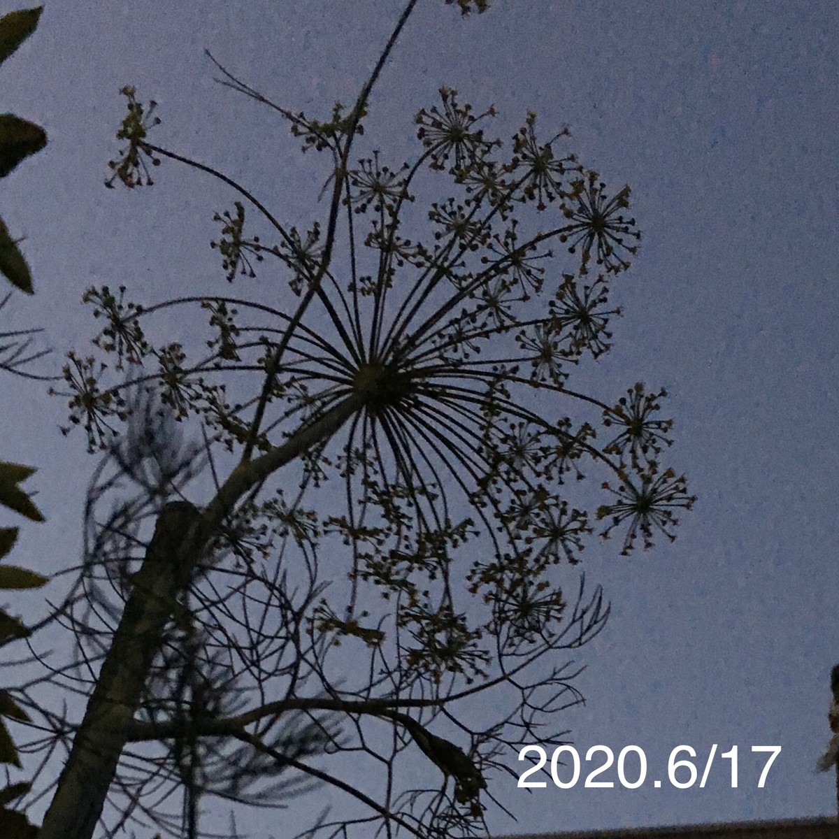 f:id:tujibee:20200617192433j:plain:w350:left