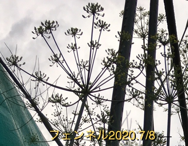 f:id:tujibee:20200708181036j:plain:w450:left