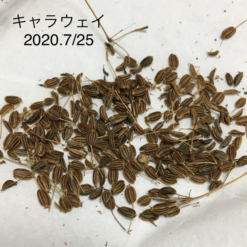 キャラウェイの開花 成長記録 Tujibee S めも キャラウェイの開花 成長記録 Tujibee S めも