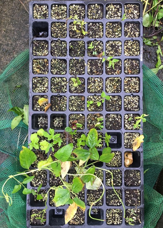 f:id:tujibee:20200726151226j:plain:w200:left