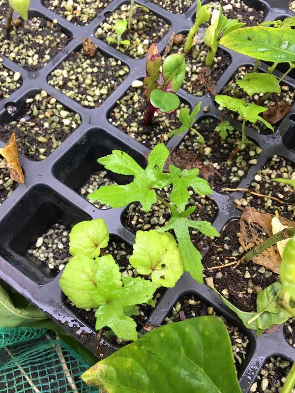 f:id:tujibee:20200726151232j:plain:w265