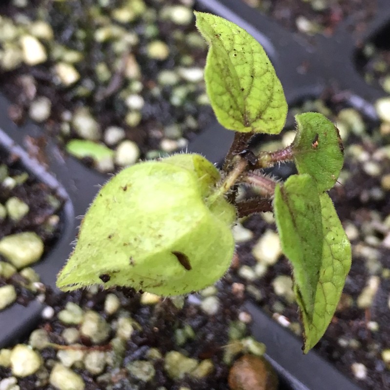 f:id:tujibee:20200726154619j:plain:w265