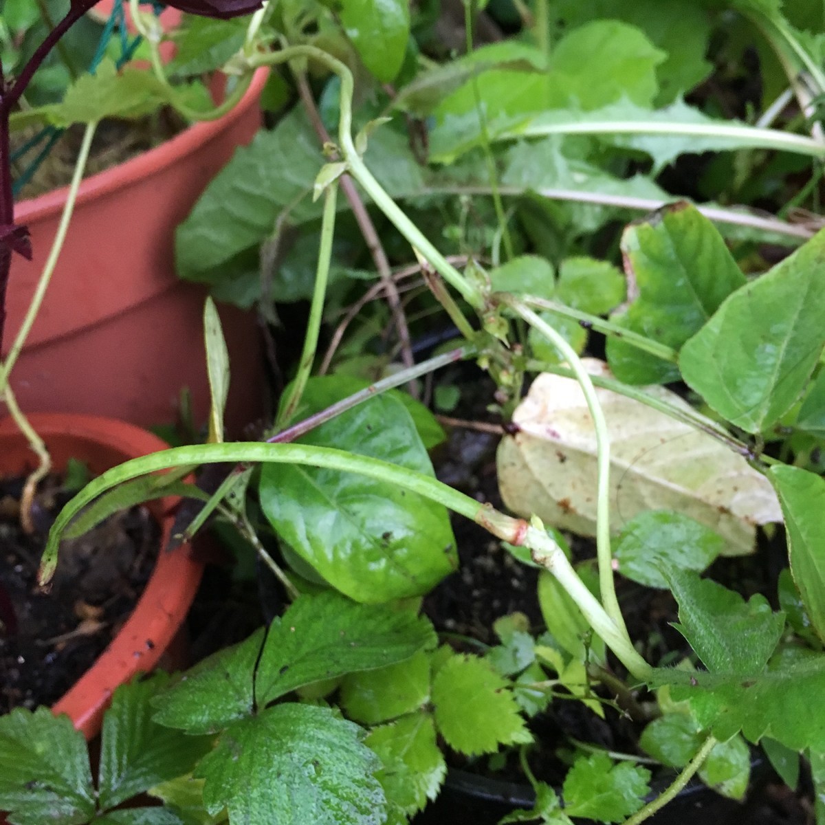 f:id:tujibee:20200726180207j:plain:w265