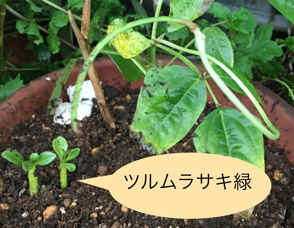 f:id:tujibee:20200726180304j:plain:w265