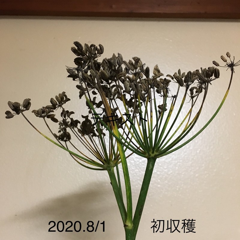f:id:tujibee:20200801204120j:plain:w265:left