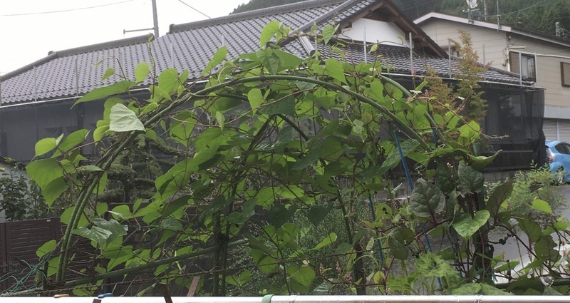 f:id:tujibee:20201011095723j:plain:w265:left