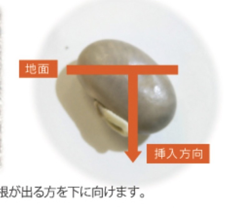 f:id:tujibee:20210404101234j:plain:w230:left